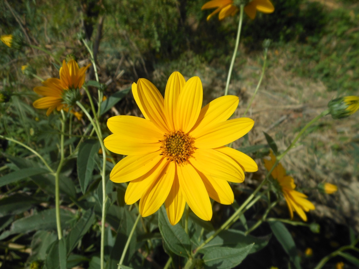 Helianthus laetiflorus Pers.